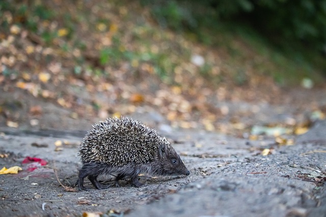 从而在未来 从而在未来