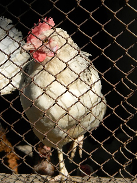 拍被踩断 拍被踩断