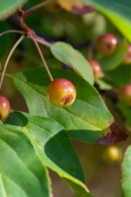 种完整性的 种完整性的